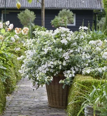 Large container of cascading white hydrangea blooms overflowing from a wicker basket, placed along a garden path with neatly trimmed greenery.