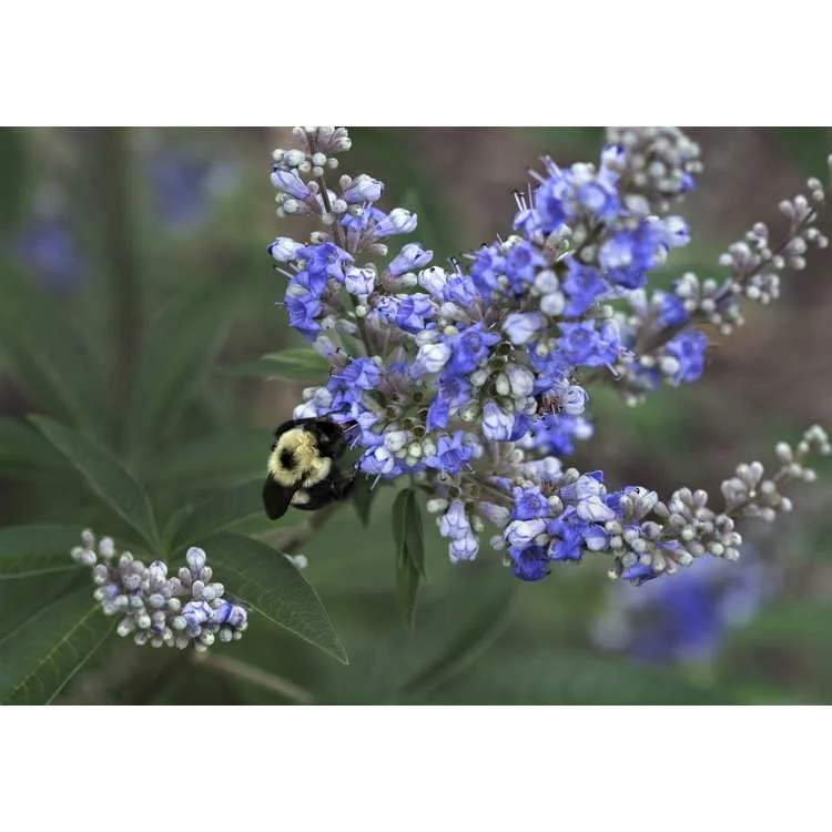 Close-up of chaste tree flowers with clusters of small blue-purple blooms and buds, visited by a bumblebee, set against soft green foliage.