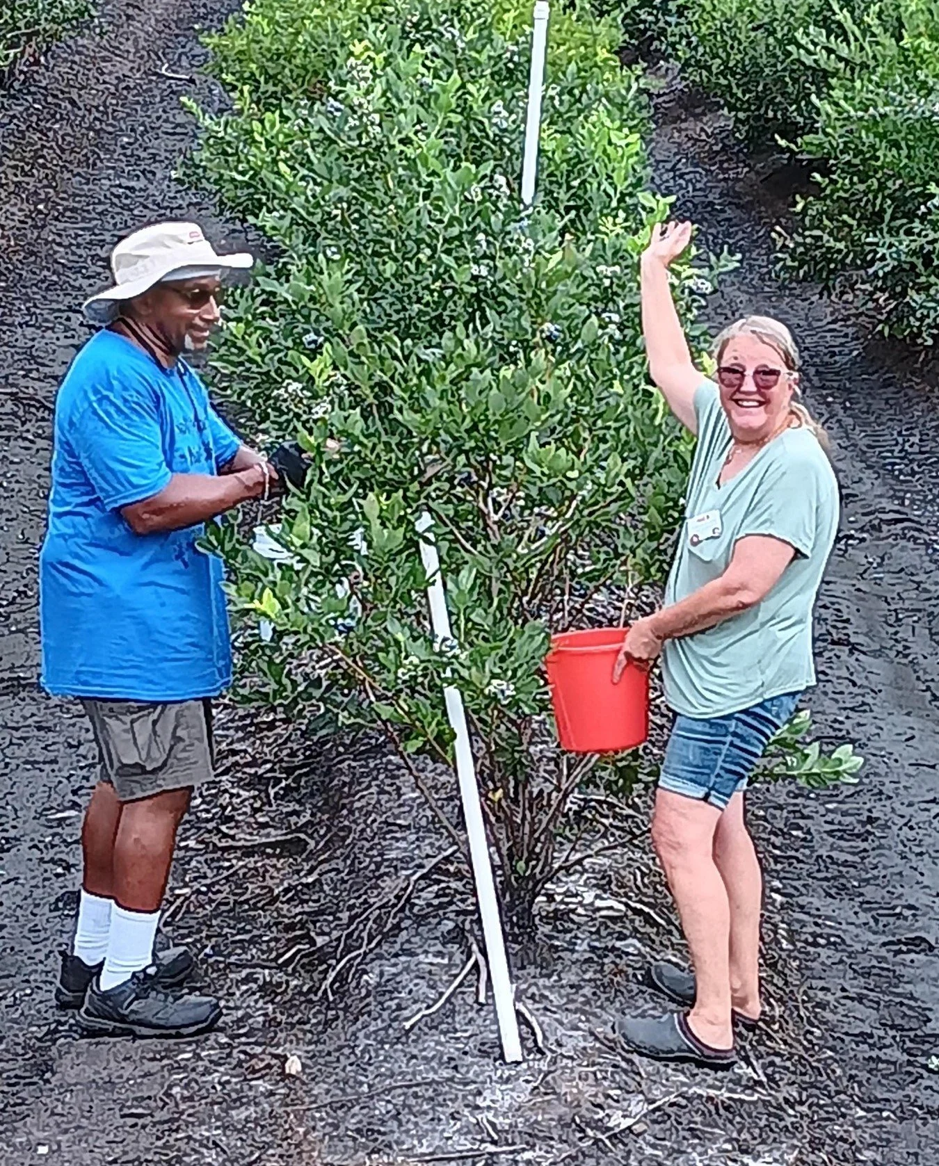 🫐Blueberries & Beyond at Castle Hayne