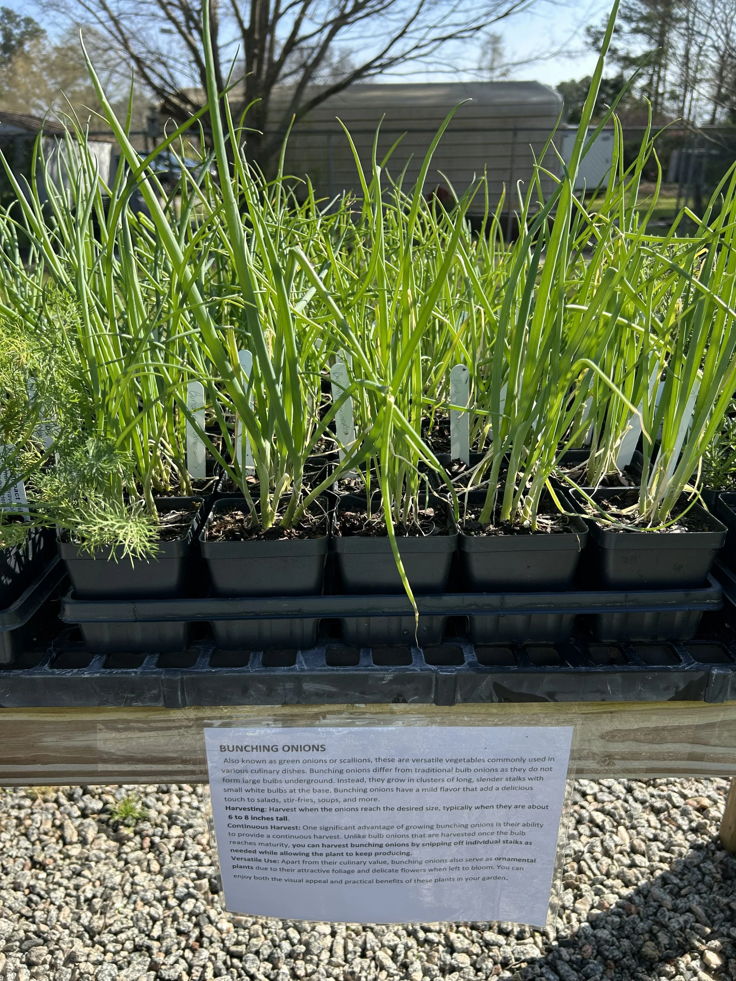 Tray of bunching onion plants growing in small pots, labeled and displayed on a table outdoors in the nursery area.