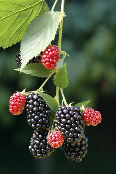 Cluster of blackberries ripening on the vine, showing glossy black mature berries alongside smaller red unripe fruit, with green serrated leaves.