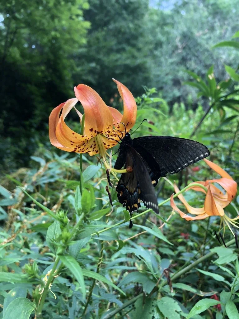 Black swallowtail butterfly feeding on an orange Turk’s cap lily (Lilium superbum) flower in a woodland garden setting.