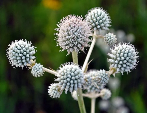 Rattlesnake Master (Eryngium yuccifolium) — Come Grow With Us!