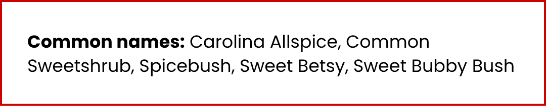 Text with common names for Calucanthus floridus: Carolina Allspice, Common Sweetshrub, Spicebush, Sweet Betsy, Sweet Bubby Bush