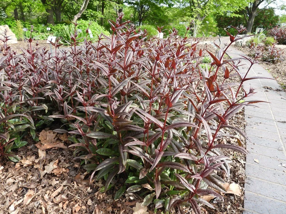 Mass planting of burgundy-leaved perennials with upright red stems growing along a curved garden path, surrounded by mulch and mature trees in the background. Missouri Botanical Garden