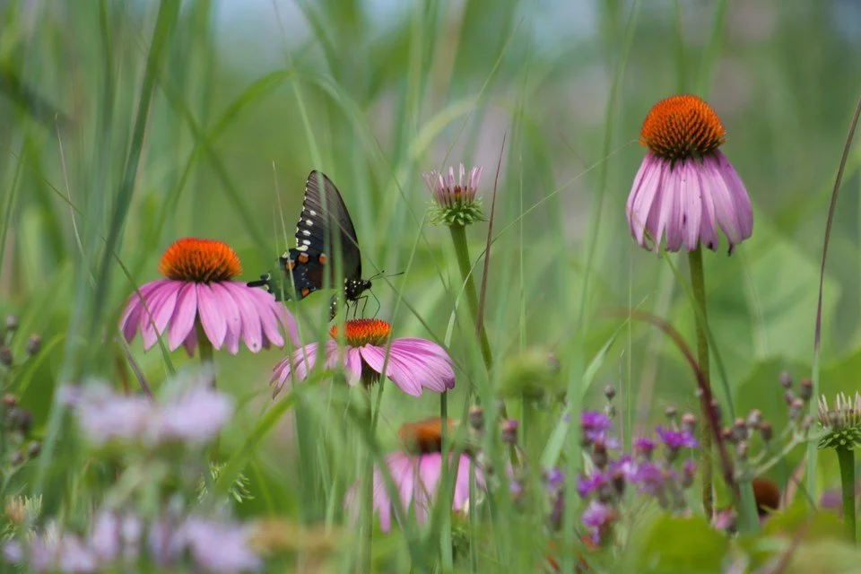 Purple Coneflower ~ Echinacea purpurea