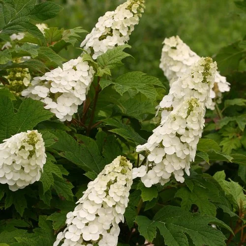 Close-up of oakleaf hydrangea blooms with elongated, cone-shaped clusters of white flowers set against large, lobed green leaves.