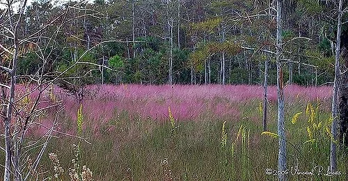 Muhlenbergia capillaris in native setting leppyone CC BY 2.0