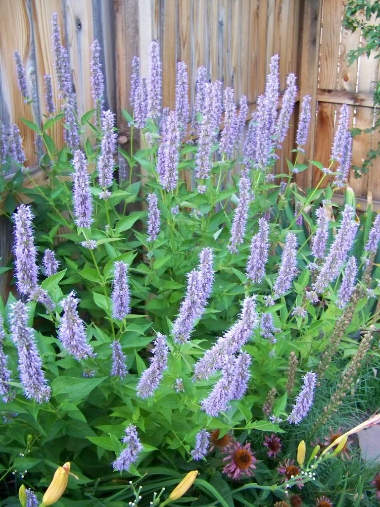 Clump of anise hyssop (Agastache foeniculum) with numerous tall lavender flower spikes growing along a wooden fence, surrounded by green foliage and mixed garden plants. Photo Credit-Patrick Standish