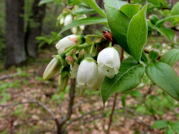 Close-up of blueberry flowers with smooth, white, bell-shaped blooms hanging from a leafy branch, set against a softly blurred woodland background.