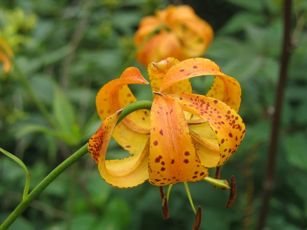 Turk's Cap Lily ~ Lilium superbum