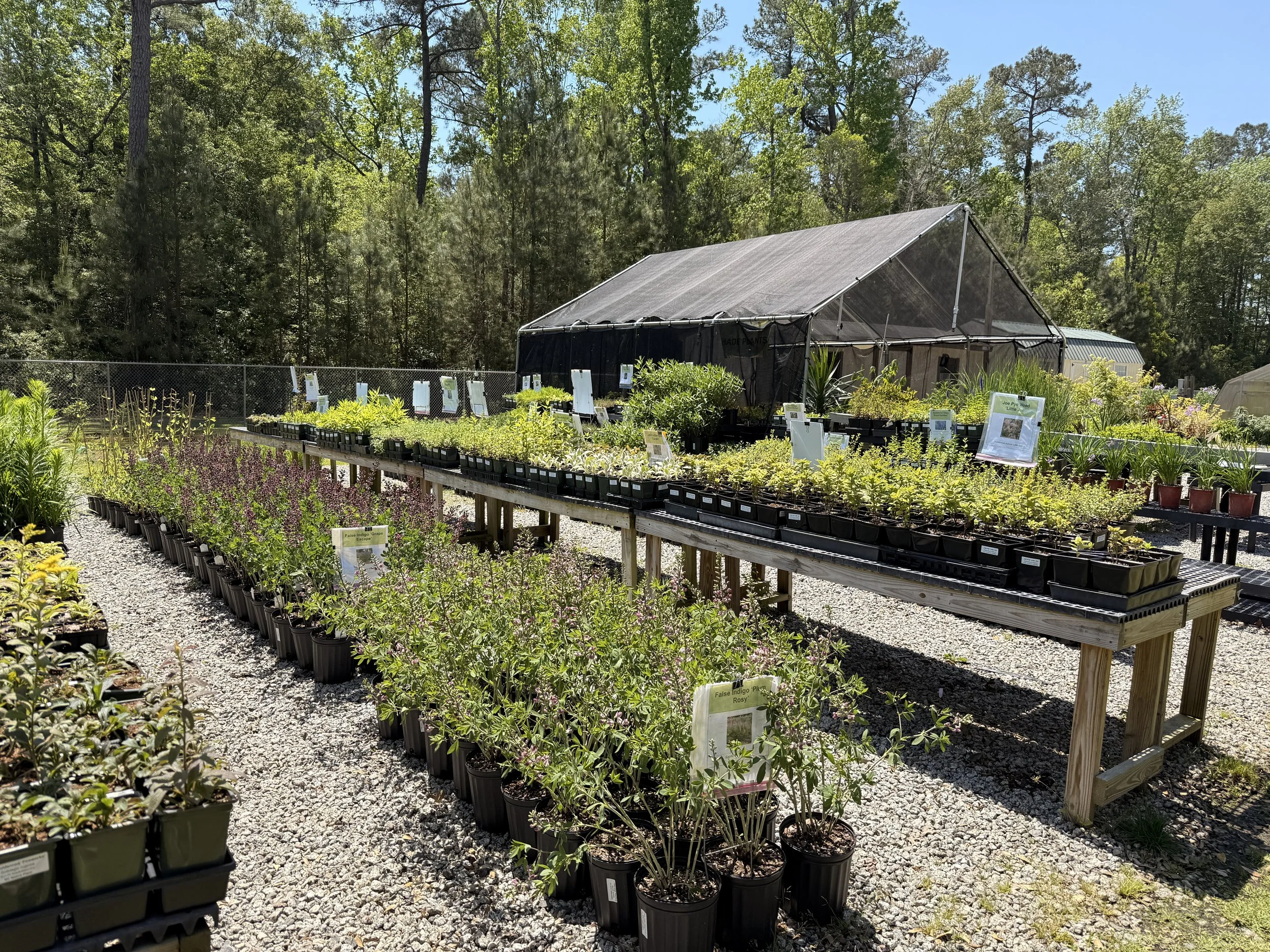 Rows of plants awaiting pick up.
