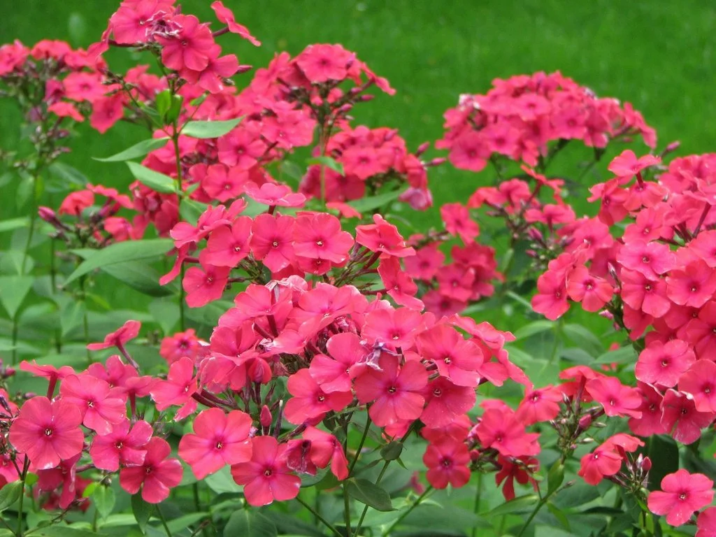 Clusters of bright red, five-petaled flowers blooming above green foliage, set against a soft green lawn background. Agnieszka Kwiecień Nova.