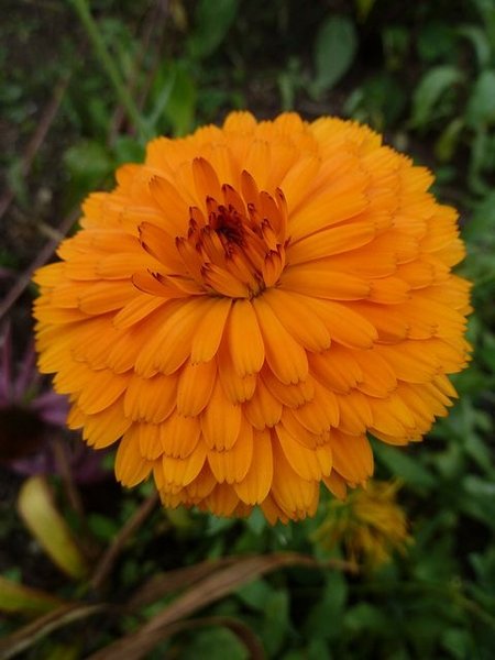 Calendula ~ Calendula officinalis