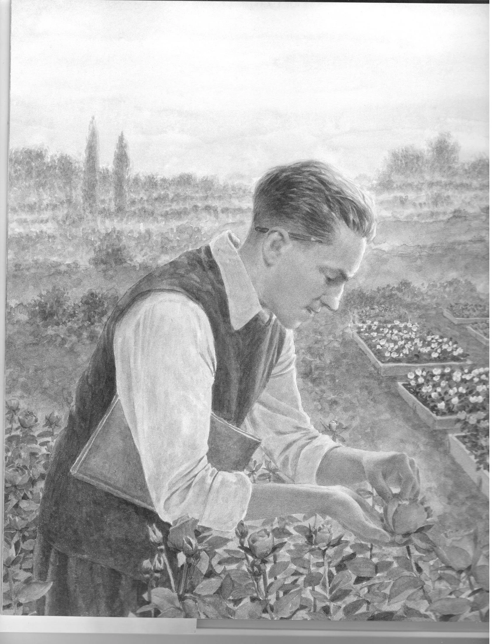 Illustration of a man tending roses in a garden, carefully examining a bloom.
