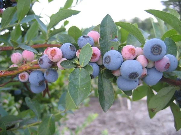Close-up of a blueberry branch with clusters of ripening berries in shades of pale pink to deep blue, surrounded by smooth green leaves.