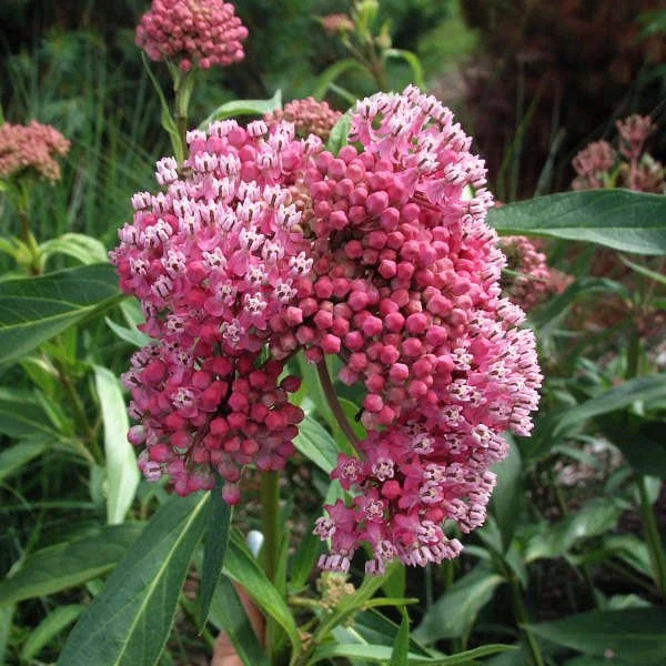 Swamp Milkweed ~ Asclepias incarnata ‘Cinderella’