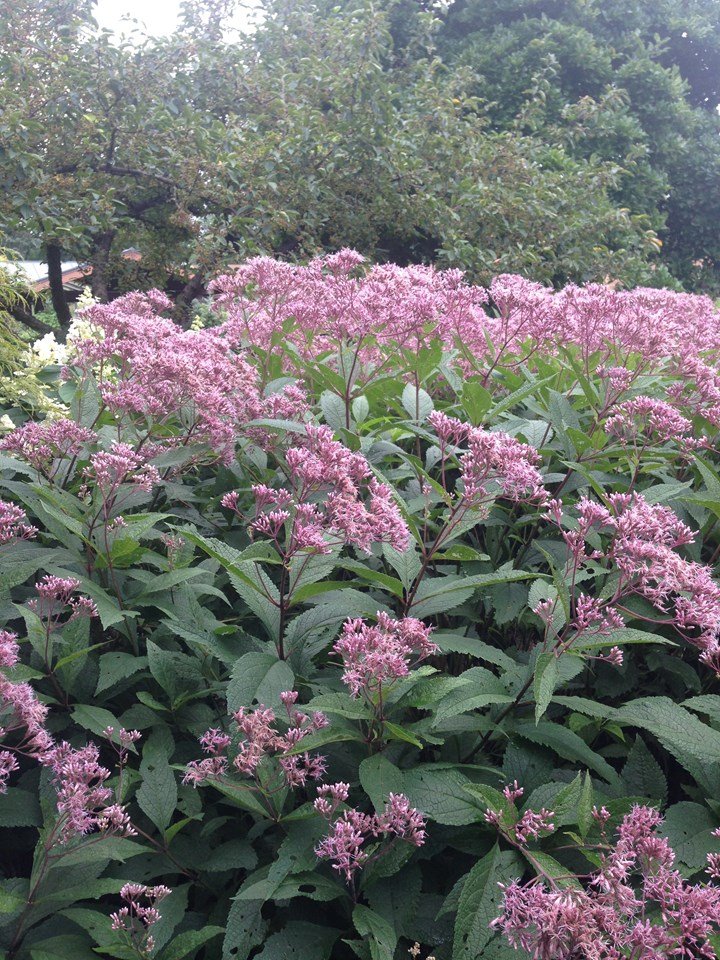 Joe Pye Weed ~ Eupatorium dubium ‘Little Joe’