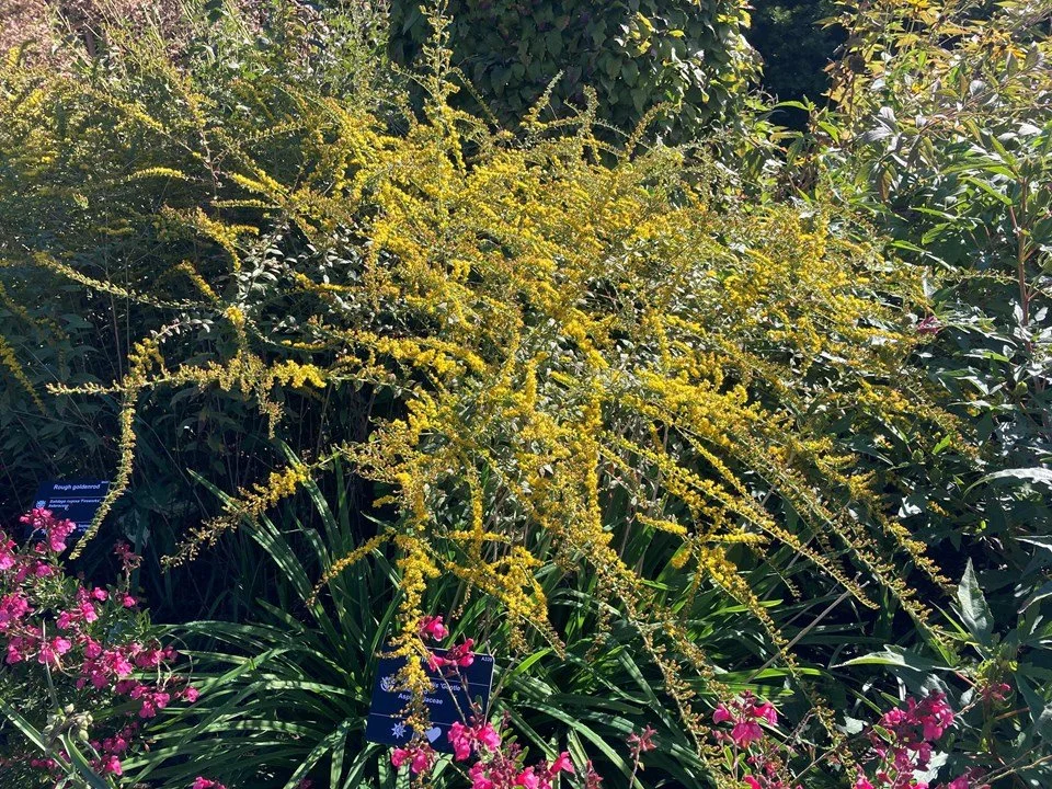 Large clump of arching golden-yellow flower sprays rising above green foliage in a sunny garden bed, with pink flowers and plant labels visible below. Missouri Botanical Gardens.