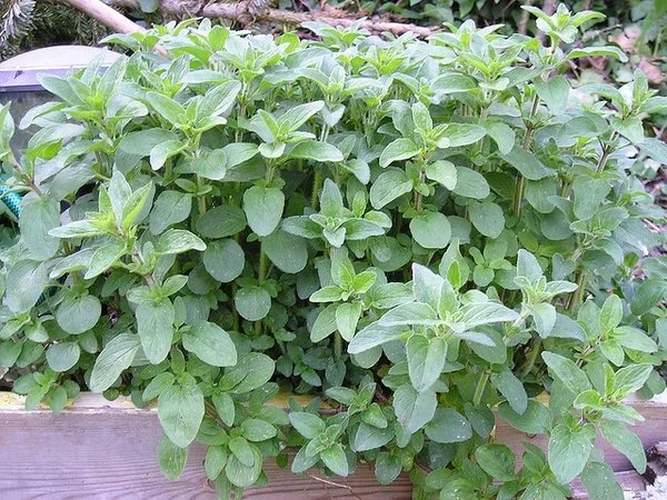 Low-growing oregano (Origanum vulgare) forming a dense mound of small, oval green leaves spilling over the edge of a raised garden bed.