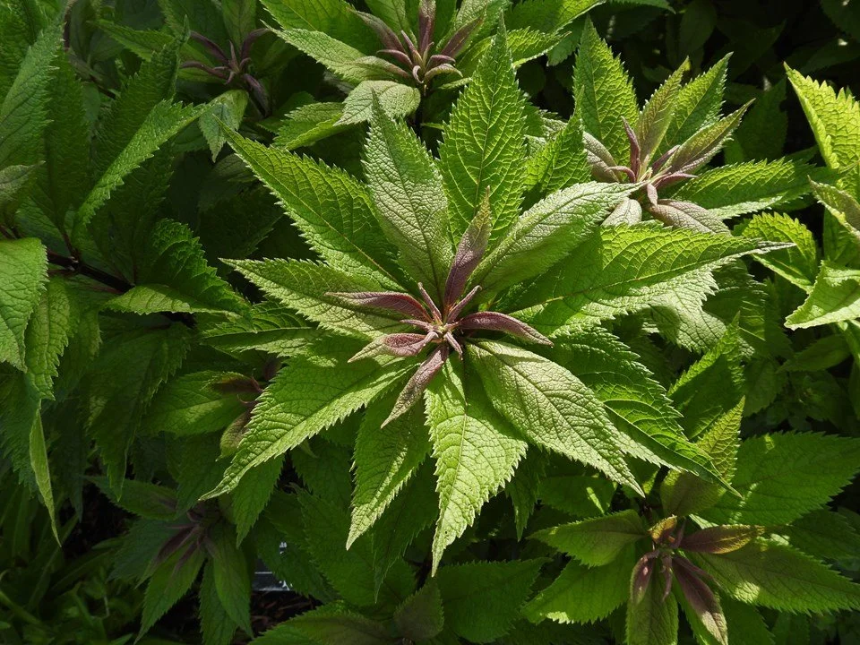 Close-up of young Joe-Pye weed (Eutrochium species) foliage with serrated green leaves and reddish-purple new growth emerging at the center. Missouri Botancial Gardens