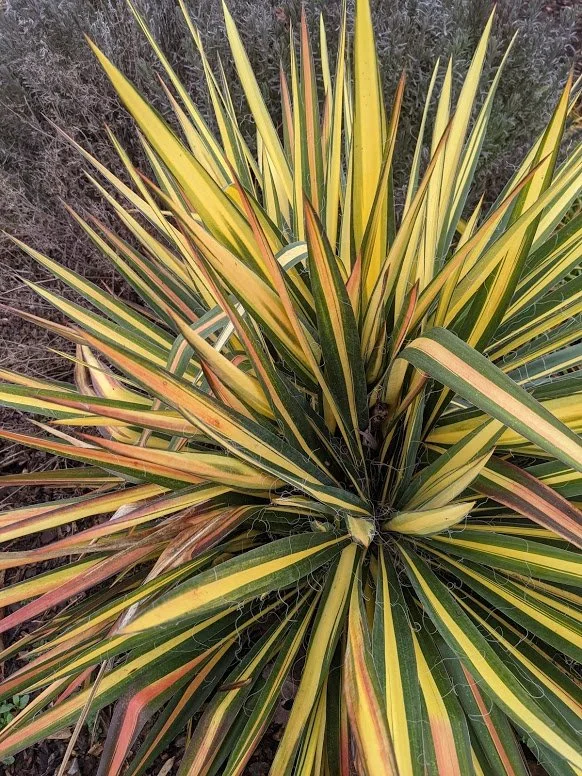 Rosette of variegated yucca with long, sword-like leaves striped in yellow and green, some with a pinkish tinge, radiating outward from the center.