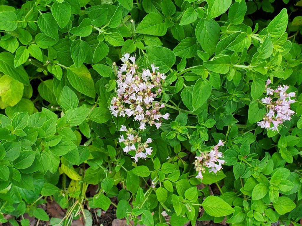 Oregano (Origanum vulgare) plant with bright green leaves and clusters of small, pale pink to white flowers blooming above the foliage.