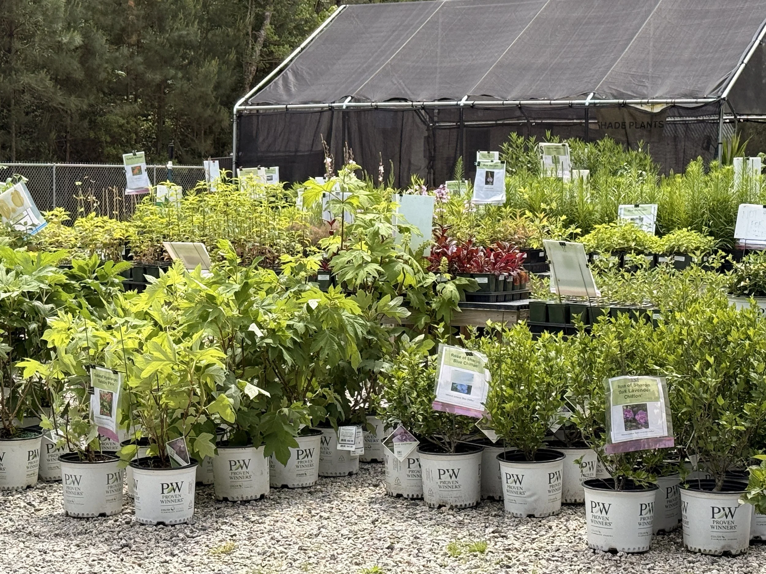 Rows of potted plants from the plant sale awaiting pickup, arranged on gravel and tables near a shaded greenhouse.