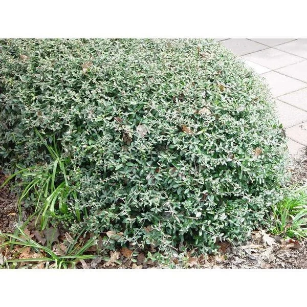 Low, dense mound of dwarf yaupon holly with small, glossy green leaves, neatly trimmed along a garden edge beside a paved walkway.