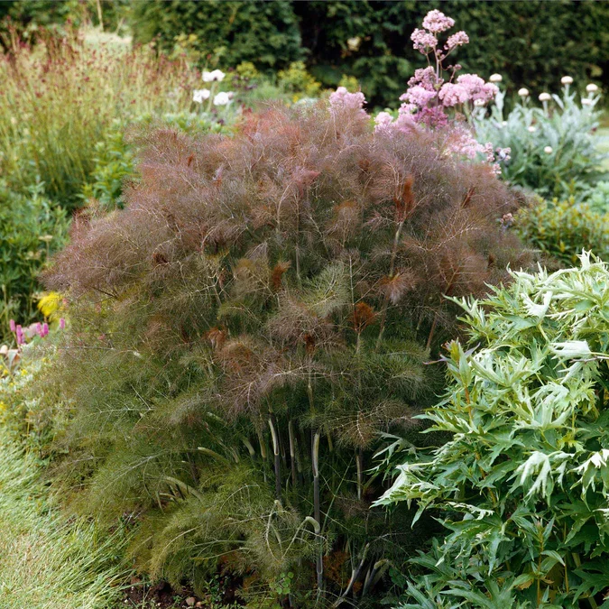 Bushy clump of bronze fennel with airy, feathery foliage in shades of green and brown, growing in a mixed garden bed with other flowering plants in the background.
