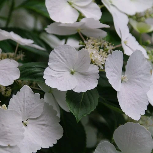 Close-up of white lacecap hydrangea blooms with large, delicate outer petals surrounding clusters of small central flowers, set against dark green foliage.