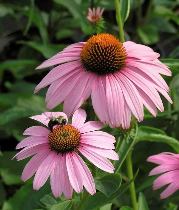 Purple Coneflower ~ Echinacea purpurea ‘Magnus’