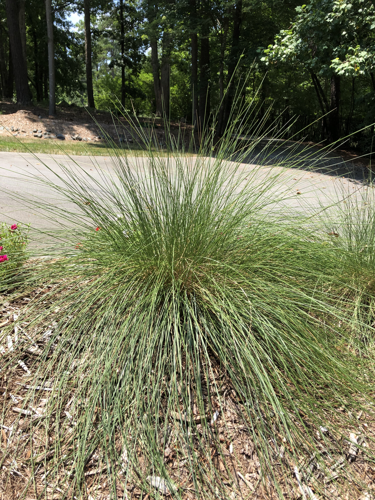 Form (Durham County)-Mid Summer Andrea Laine CC BY-NC 4.0