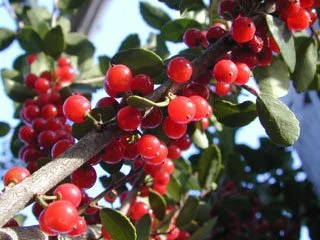 Close-up of a holly branch covered in clusters of bright red berries among small, oval green leaves.