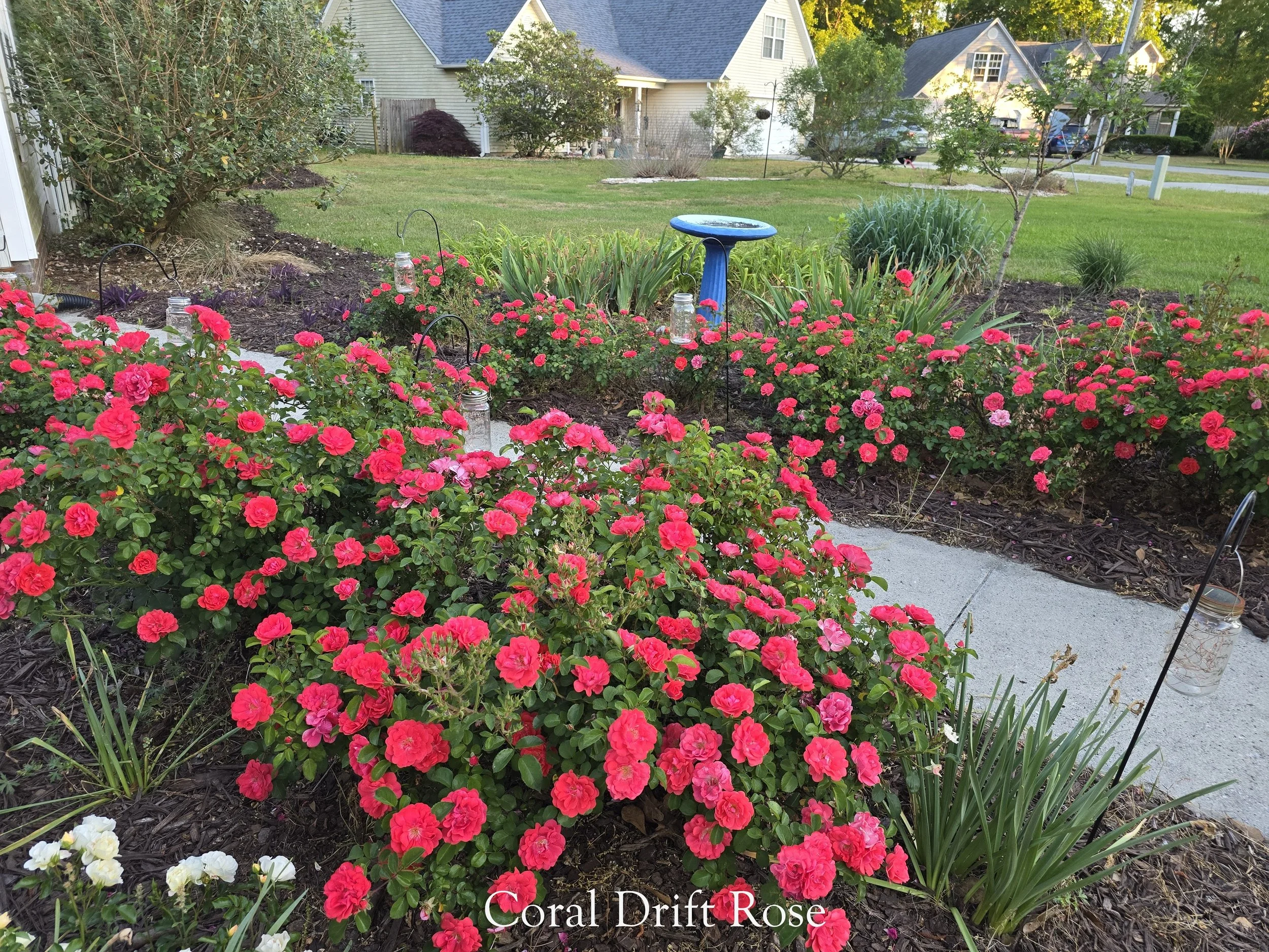 Wide view of a landscaped garden bed filled with blooming coral drift roses, showing dense clusters of bright pink-coral flowers along a curving walkway, with a blue birdbath, lawn, and neighboring houses in the background.