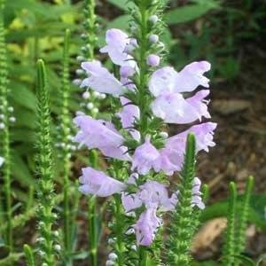 Single upright spike of soft lavender, tubular flowers with unopened green buds below, set against leafy green garden foliage. Debbie Roos.