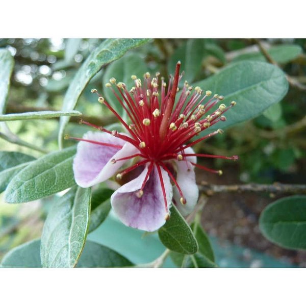 Close-up of a flower with white and pink petals and a striking burst of long red stamens tipped with yellow pollen, set against soft green foliage.