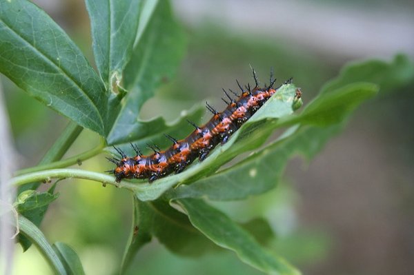 Spiny orange-and-black Gulf fritillary caterpillar feeding along the edge of a green passionflower (Passiflora) leaf.