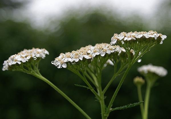 White yarrow (Achillea millefolium) flower clusters with small, flat-topped blooms covered in raindrops, set against a soft green background.