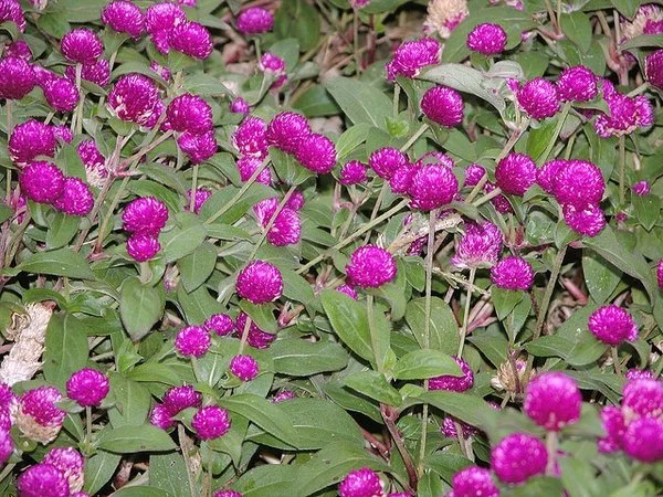 Low-growing patch of globe amaranth with numerous small, round magenta blooms scattered across green foliage, forming a dense carpet in a garden bed.