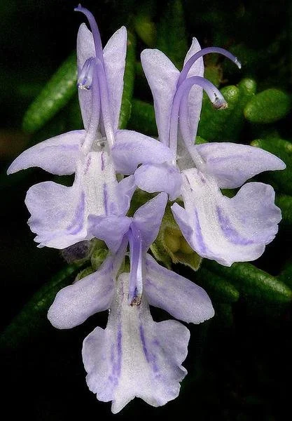 Close-up of rosemary (Salvia rosmarinus) flowers showing pale lavender-blue, two-lipped blooms with delicate markings against dark green needle-like foliage.