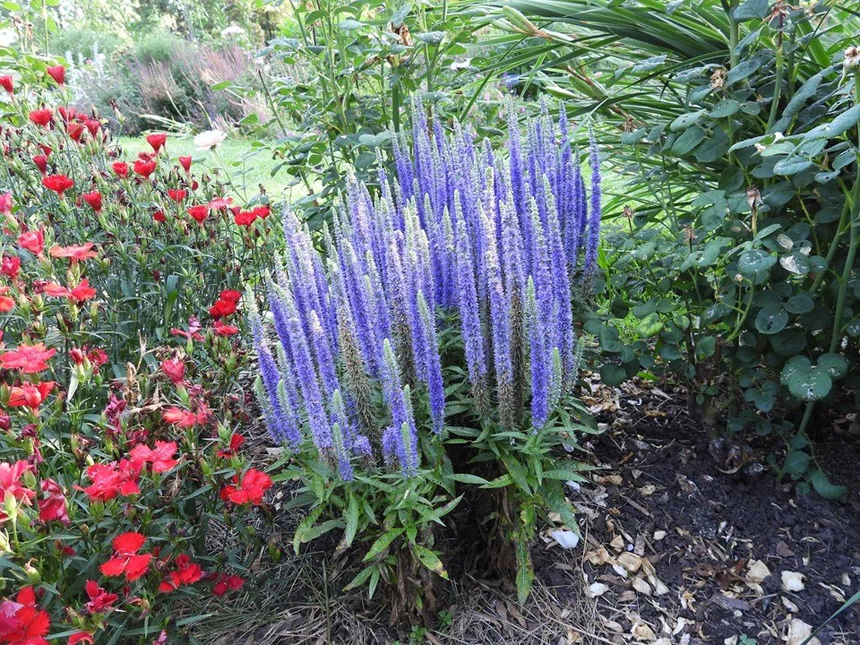 Clump of tall purple flower spikes growing in a garden bed, surrounded by red flowers and green shrubs in a landscaped setting. Missouri Botanical Gardens.