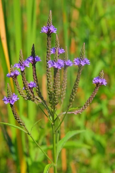 Multiple slender green spikes topped with small purple flowers arranged in candelabra-like clusters, growing in a grassy, natural setting. Dan Mullen.