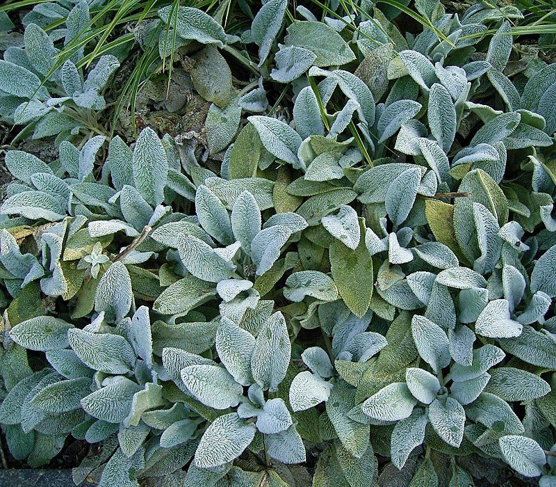 Dense mat of lamb’s ear (Stachys byzantina) with soft, silvery-gray, fuzzy leaves forming a low groundcover.