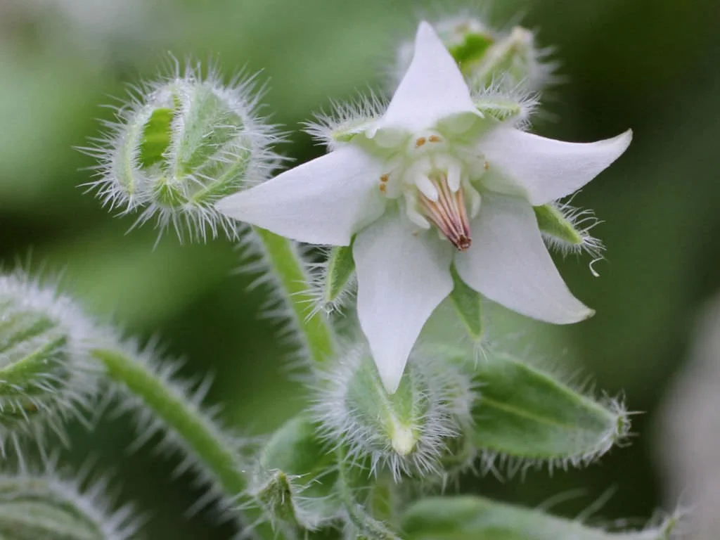 Borage (White) ~ Borago officinalis 'Alba'