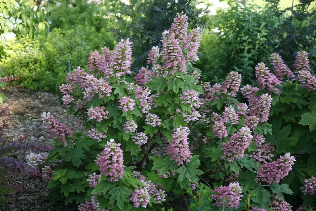 Oakleaf hydrangea shrubs with upright, cone-shaped flower clusters in shades of soft pink, surrounded by deeply lobed green leaves in a garden setting.