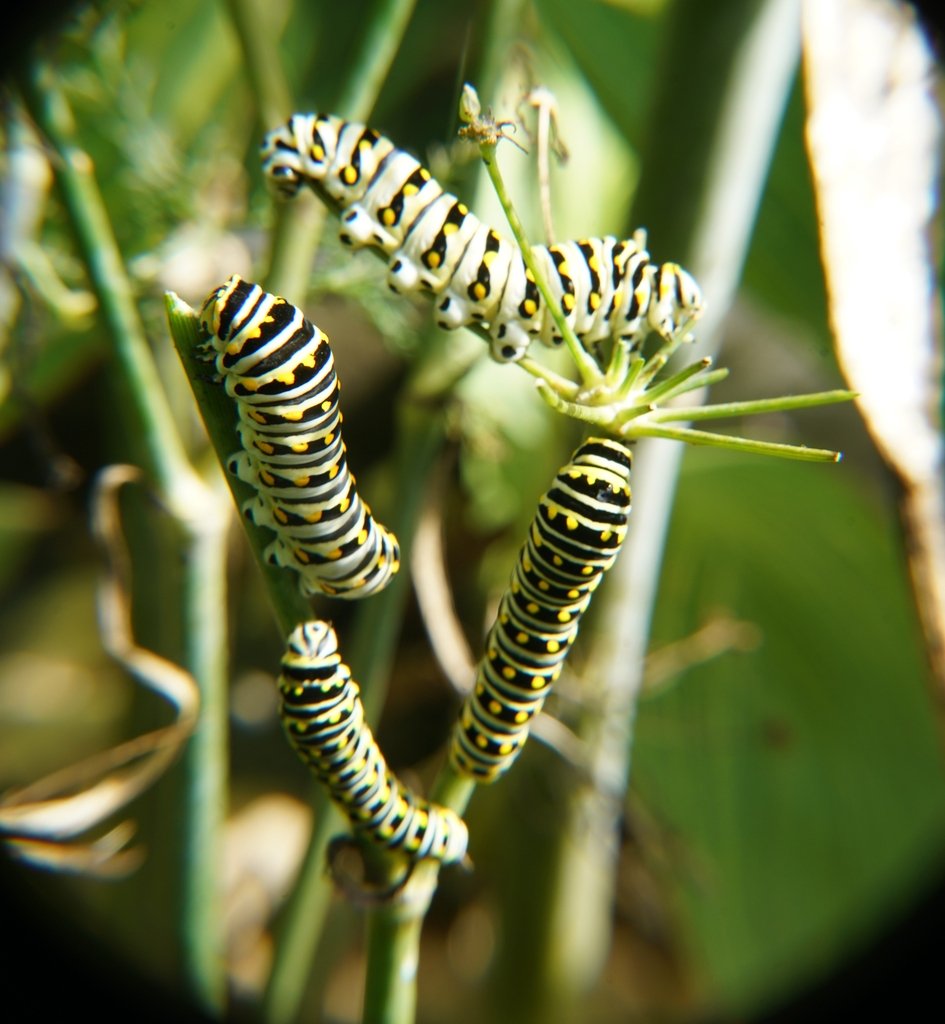 Several black, yellow, and white striped swallowtail caterpillars feeding on the stems and foliage of a fennel plant.