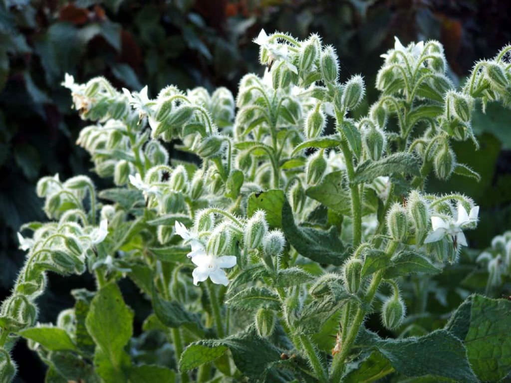 Cluster of white borage plants (Borago officinalis ‘Alba’) with star-shaped white flowers, fuzzy buds, and hairy stems growing in a garden bed with green foliage in the background.