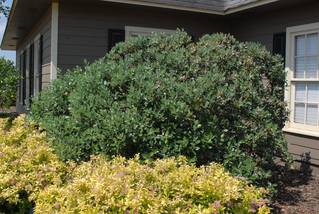Large, dense feijoa shrub with glossy green foliage growing beside a house, dotted with small red-centered flowers and bordered by low, yellow-green ornamental plants.