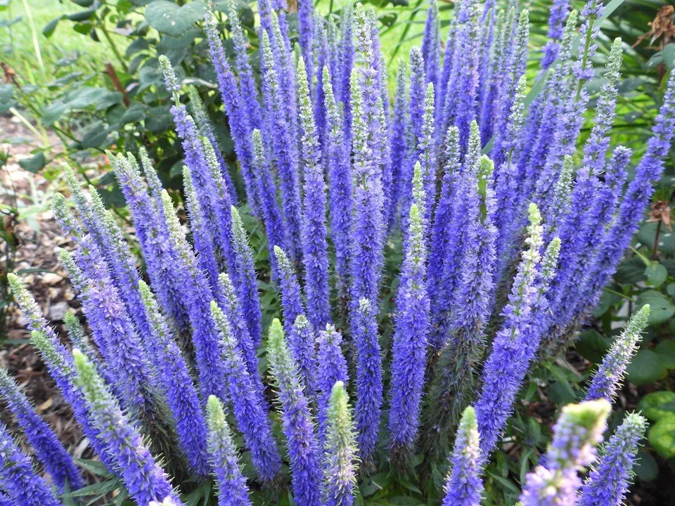 Dense clump of tall, upright spikes covered in small violet-blue flowers, rising above green foliage in a garden bed. Missouri Botanical Gardens.